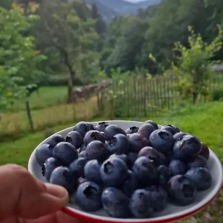 Mala Bosnia Alpehytte